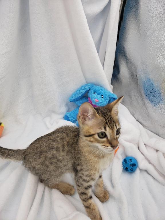 Savannah Kittens For Sale. Contact us via...{idrisnatty @ gmail com} Image eClassifieds4u
