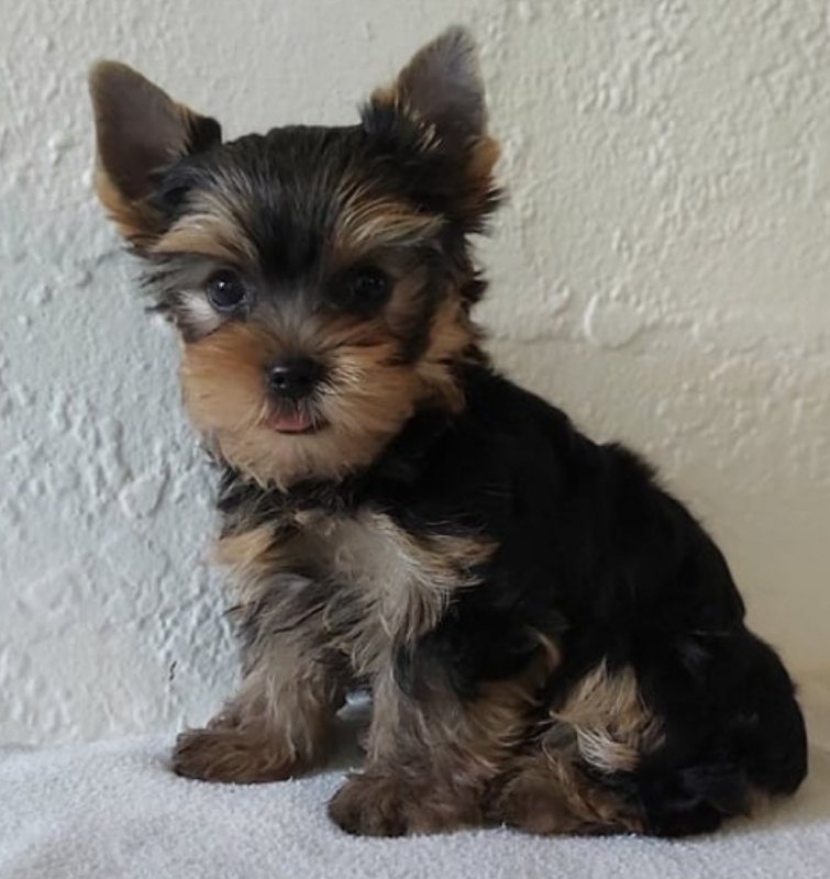 Special Yorkie puppies for rehoming @ delightfulpets101@outlook.com Image eClassifieds4u