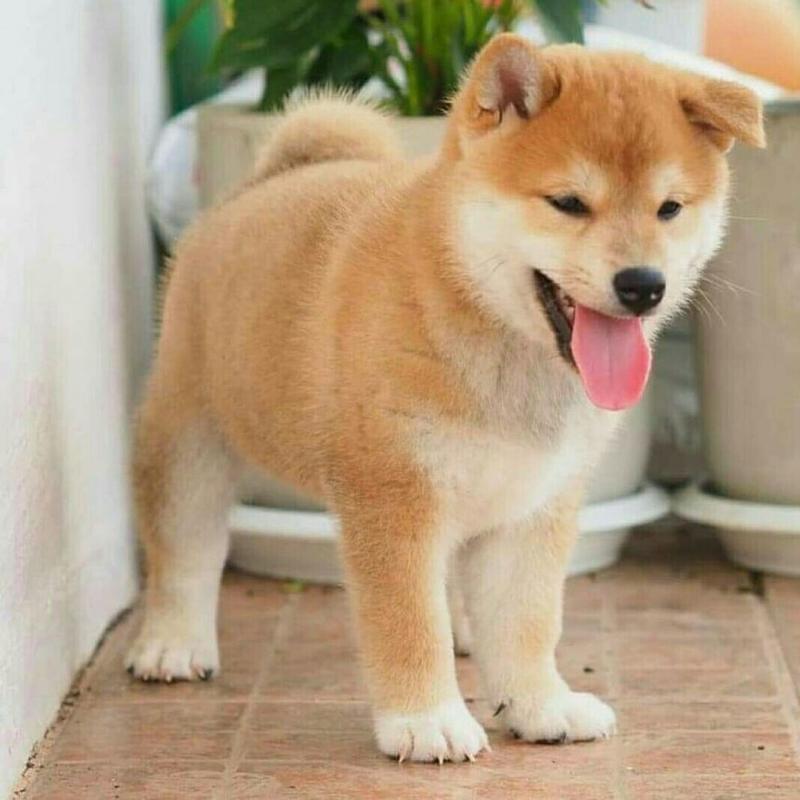 CUTE SHIBA INU (chenwibobo@gmail.com) Image eClassifieds4u