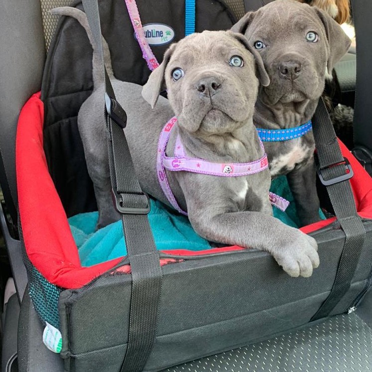 EXCELLENT cane corso ( livingstonhark@gmail.com ) Image eClassifieds4u