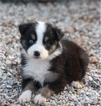 Charming Australian Shepherd puppies