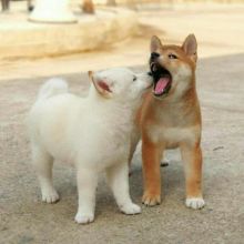 CUTE SHIBA INU (chenwibobo@gmail.com)