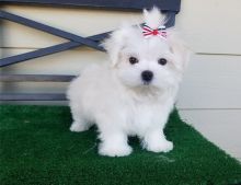 Adorable outstanding Maltese puppies