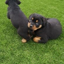 ADORABLE Rottweiler PUPS FOR ADOPTION (vidskelley@gmail.com)