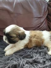 Amazing Shih Tzu puppies ready to go