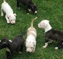 American bulldog puppies