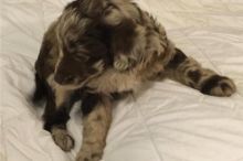 Aussiedoodle puppies for great homes