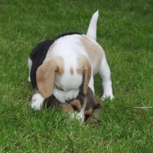 beagle PUPPIES FOR ADOPTION (renemailey3@gmail.com)