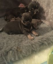 Chihuahua puppies for great homes