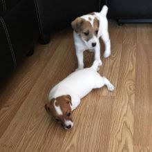 EXCELLENT jack russell (luizk096@gmail.com)