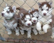 Fantastic Siberian Husky puppies ready to be re homed