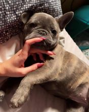 FRENCH bulldog FOR REHOME (rolandoclark8@gmail.com)