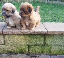 Friendly Lhasa Apso puppies ready for new homes