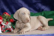 Lovely Weimaraner Puppies