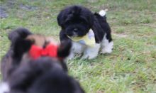 Non shedding Havanese puppies on set