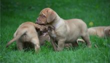 Outstanding Dogue de Bordeaux puppies for great families