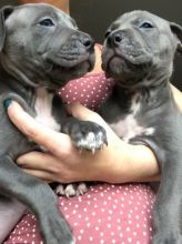 Purebred American Bully puppies available