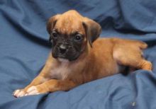 Purebred Boxer puppies available