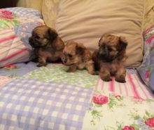 Ready for great homes ( Morkie puppies )