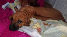 Rhodesian Ridgeback puppies ( Healthy and ready to go )