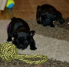 Small French Bulldog puppies