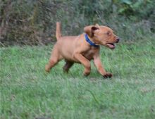 Smart Vizsla puppies ready to go