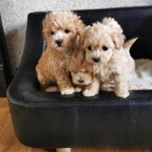 Special and great MaltiPoo puppies.