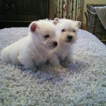 Westie Terrier Puppies for great homes and families.