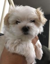 White and Purebred Maltese puppies for pet lovers