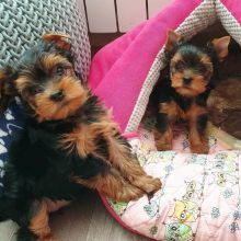 yorkie PUPPIES FOR ADOPTION (brolyjackson41@gmail.com)