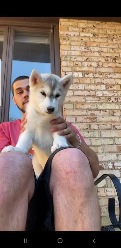 Absolutely beautiful siberian husky puppies. (krisppen2@gmail.com ) Image eClassifieds4u