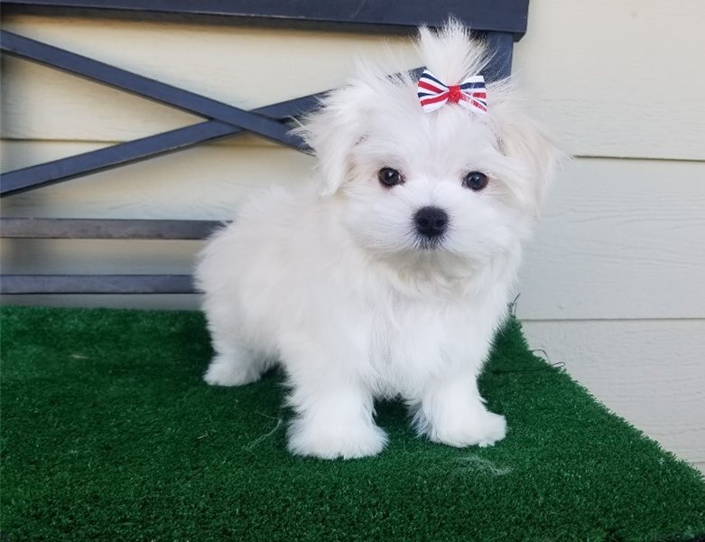 Adorable outstanding Maltese puppies Image eClassifieds4u