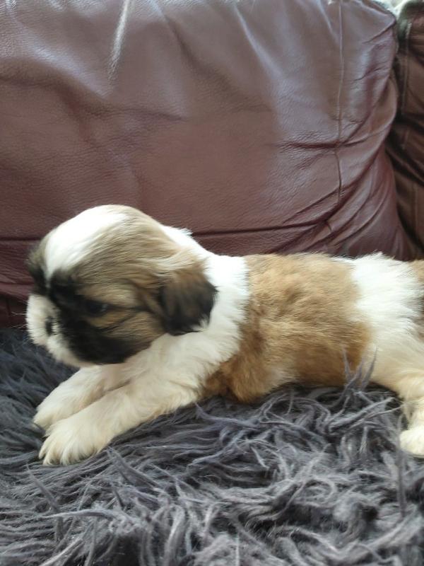 Amazing Shih Tzu puppies ready to go Image eClassifieds4u