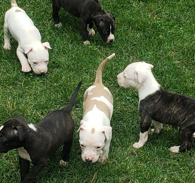 American bulldog puppies Image eClassifieds4u