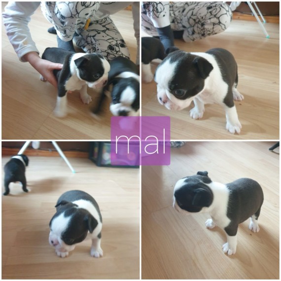 Boston Terrier puppies for great homes and families Image eClassifieds4u
