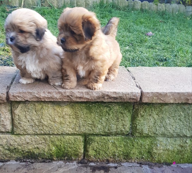 Friendly Lhasa Apso puppies ready for new homes Image eClassifieds4u