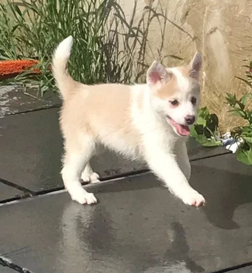 Great Pomsky puppies for kids or adults and for Pomsky lovers Image eClassifieds4u