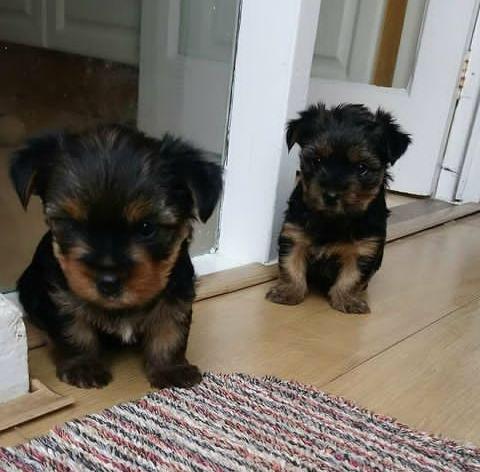 Healthy Yorkshire Terrier puppies Image eClassifieds4u