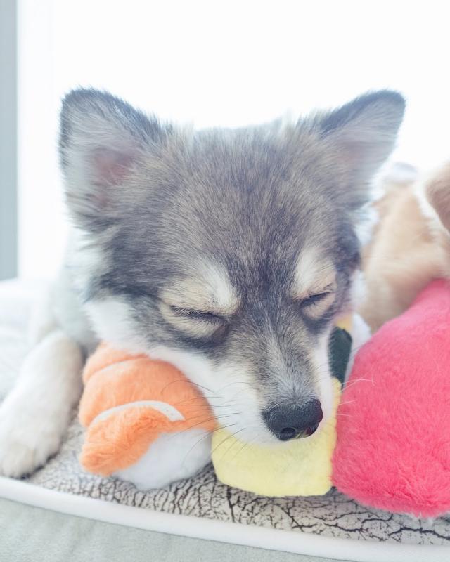 HOME TRAINED POMSKY PUPPIES FOR ADOPTION (markleeds18@gmail.com) Image eClassifieds4u