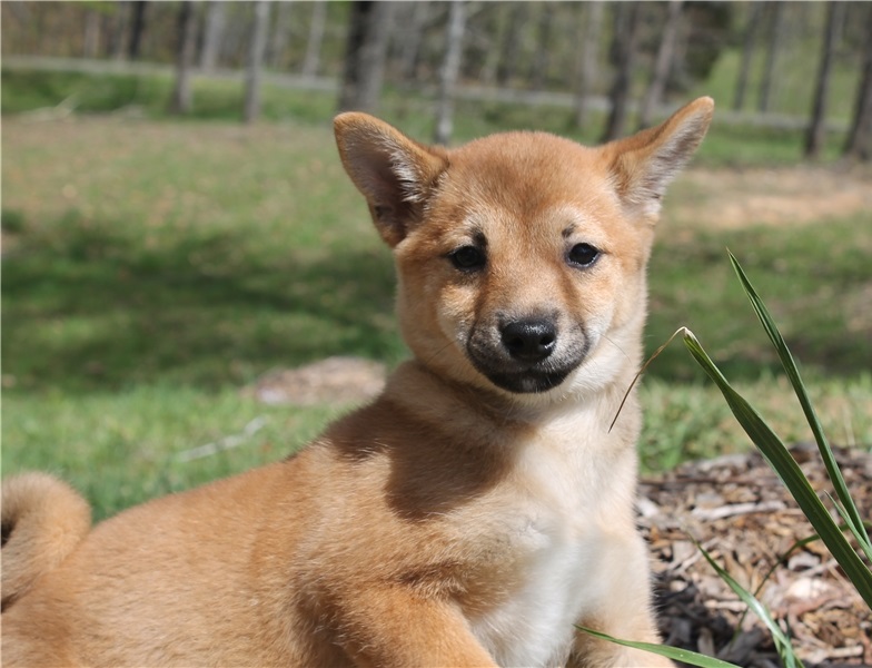 Home trained Shiba Inu puppies for re-homing Image eClassifieds4u