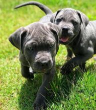 EXCELLENT cane corso ( livingstonhark@gmail.com ) Image eClassifieds4u 2