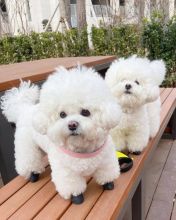 BICHON FRISE for adoption (jmalin882@gmail.com) Image eClassifieds4U