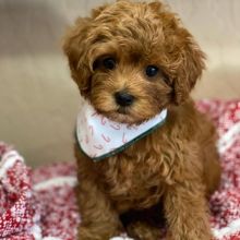 cavapoo PUPPIES ( peteralex65020@gmail.com ) Image eClassifieds4U