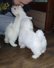 EXCELLENT MALTESE PUPPIES (glinsmight@gmail.com) Image eClassifieds4U