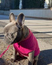 FRENCH bulldog FOR REHOME (rolandoclark8@gmail.com) Image eClassifieds4u 2