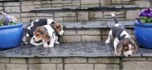 Good to go Beagle puppies ( Vet checked ) Image eClassifieds4U
