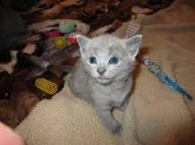 Solid Rusian bue kittens..Get me via..idrisnatty@gmail.com Image eClassifieds4u 1