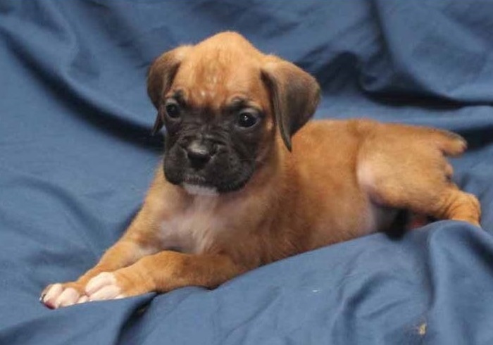 Purebred Boxer puppies available Image eClassifieds4u