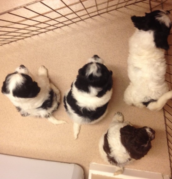 Toy Sproodle puppies for great Sproodle lovers Image eClassifieds4u