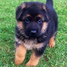 We have a male & a female German Shepherd puppies Image eClassifieds4u